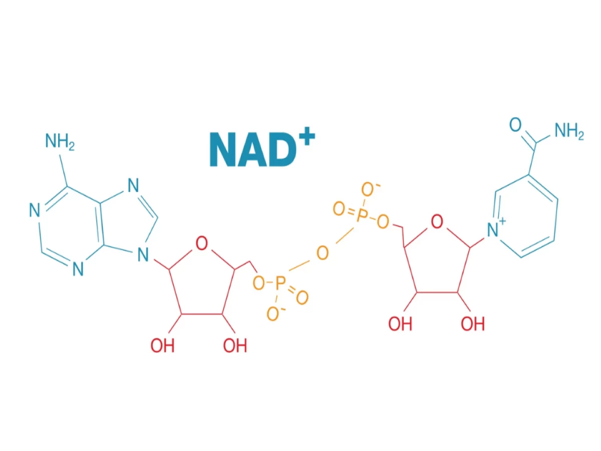 Phân tử NAD+