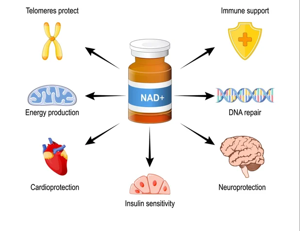 Công dụng của NAD+